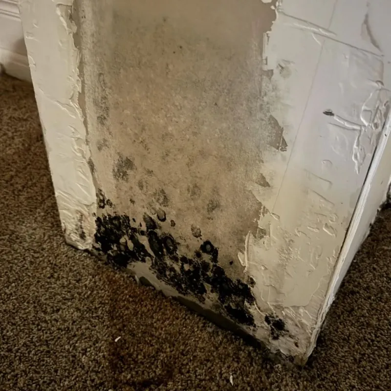 Professional Mold Removal in Dublin, TX